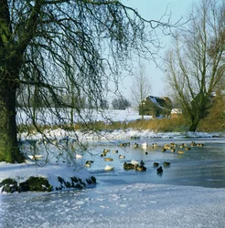 Duck Pond no inverno perto de Finchingfield, Essex